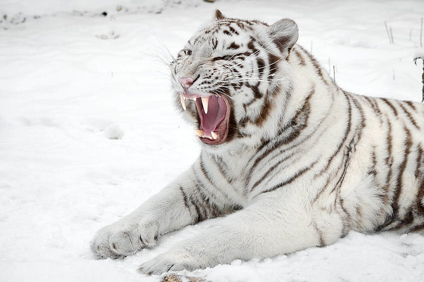 Animals, Snow, Cat, Predator, Tiger, To Fall, Mouth, White Tiger HD wallpaper