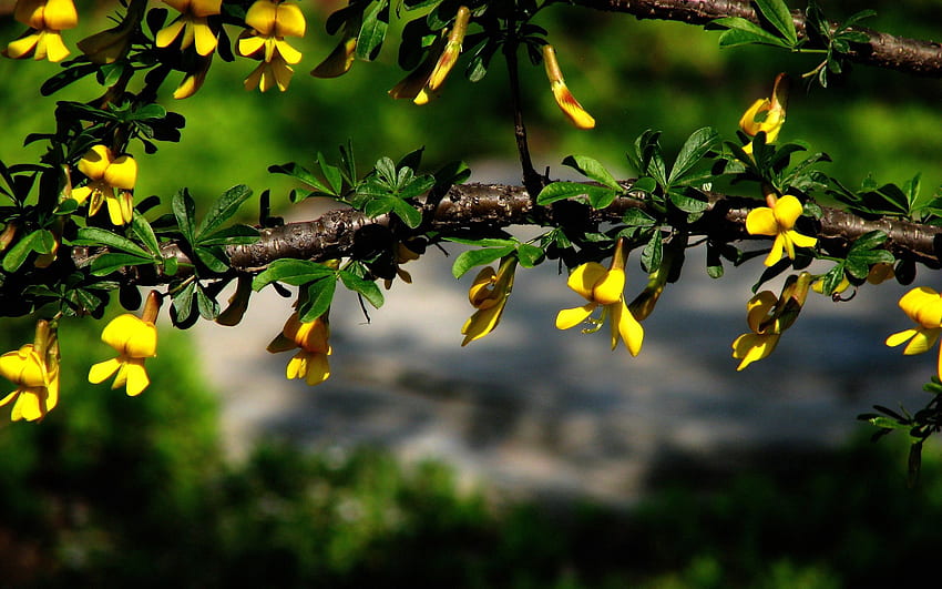 Blumen, Blätter, Pflanze, Makro, Zweig HD-Hintergrundbild