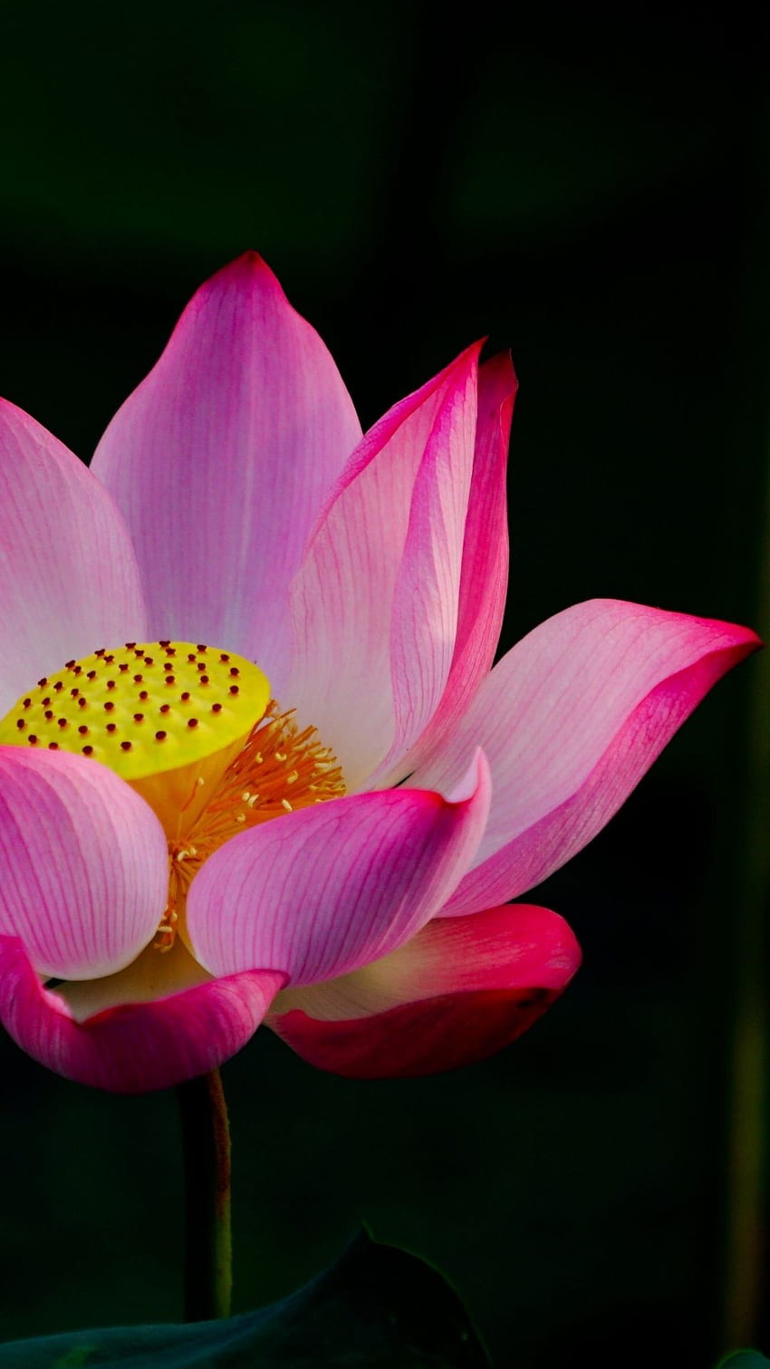 Pink Lotus, Flower, Bloom - Gambar Bunga Teratai HD phone wallpaper