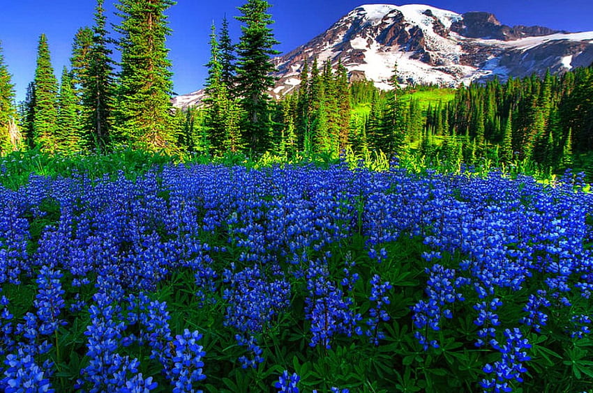 Sea of blue, blue, peaks, nice, wildflowers, trees, amazing, mount Rainier, sea, meadow, beautiful, grass, mountain, summer, pretty, field, nature, sky, flowers, lovely HD wallpaper