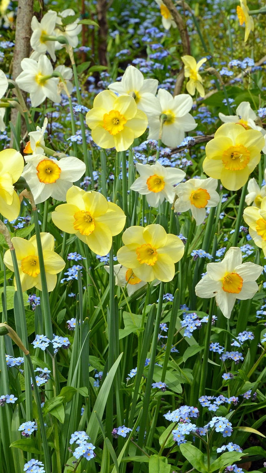 Daffodil, Flowers, Daffodil Flowers HD phone wallpaper