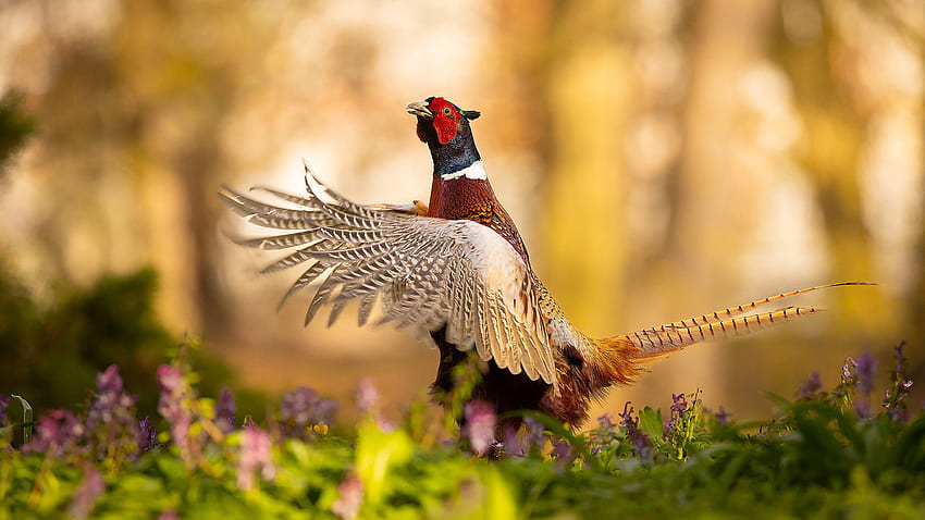 Ring-Necked Fasan Vogel mit offenen Flügeln steht im Blumenfeld in unscharfen Hintergrundvögeln HD-Hintergrundbild