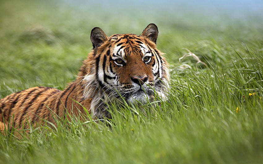 Bengal tiger backgrounds HD wallpapers | Pxfuel