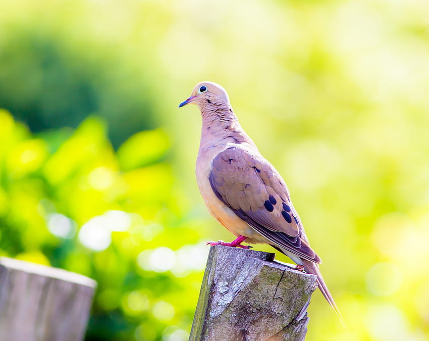 Dove, calm, bird, portrait HD wallpaper