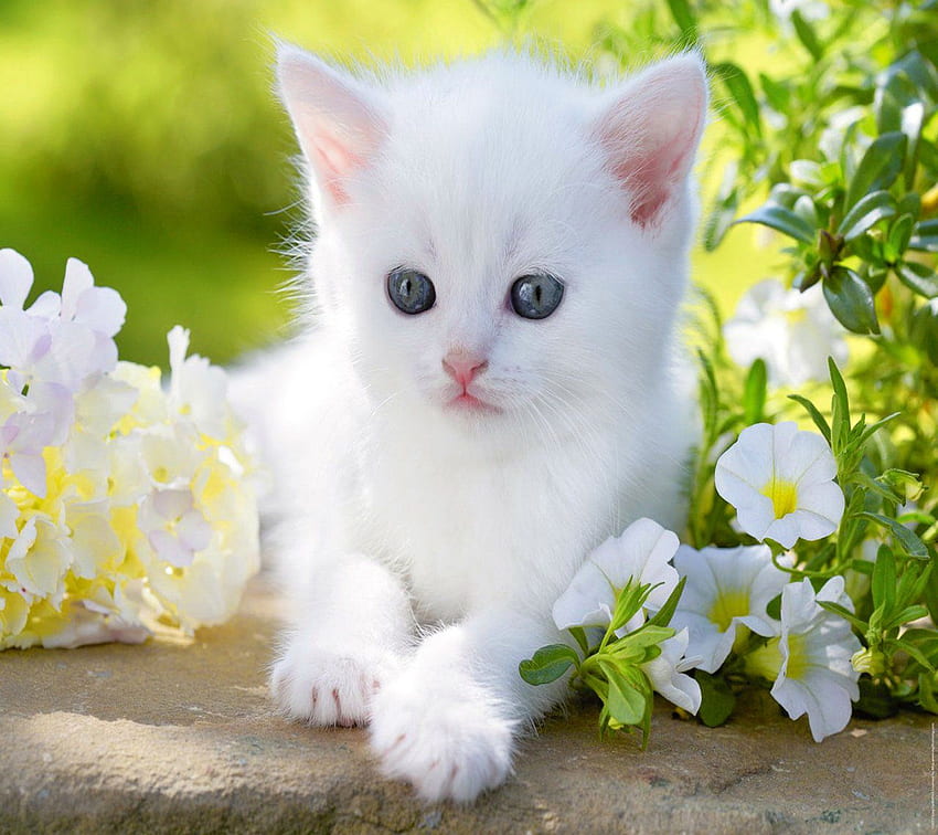 赤ちゃんキティ 青い目の白いかわいい花動物猫。 . 521128、白猫青い目 高画質の壁紙