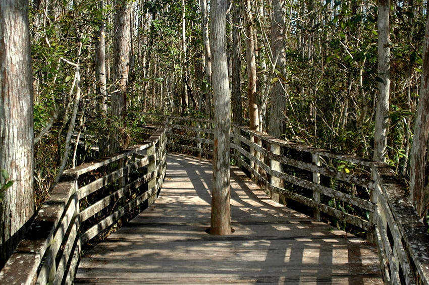 Corkscrew Swamp Sanctuary, santuario, palude, passerella, cavatappi Sfondo HD