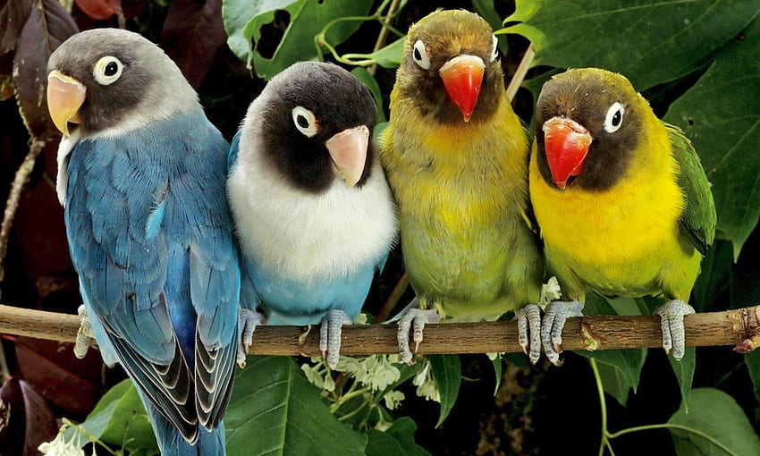 Beautiful Birds Pics for Kids . Parot Bird, Wild Bird HD wallpaper