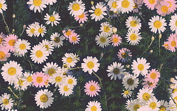 Retro Daisy Fabric Wallpaper and Home Decor  Spoonflower