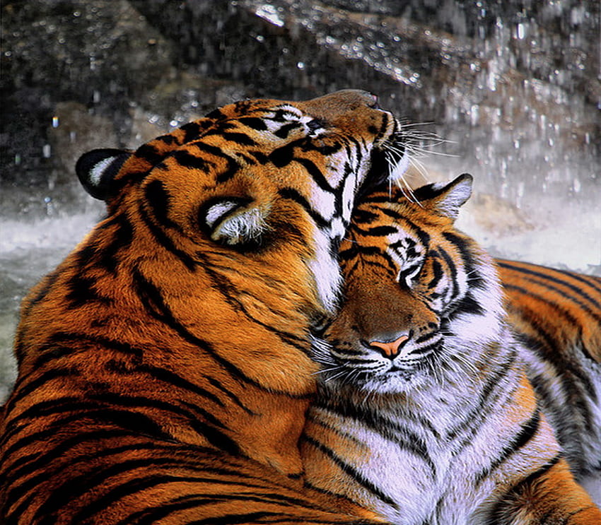 The pair, stripes, affection, pair, orange black white, mates, tigers HD wallpaper
