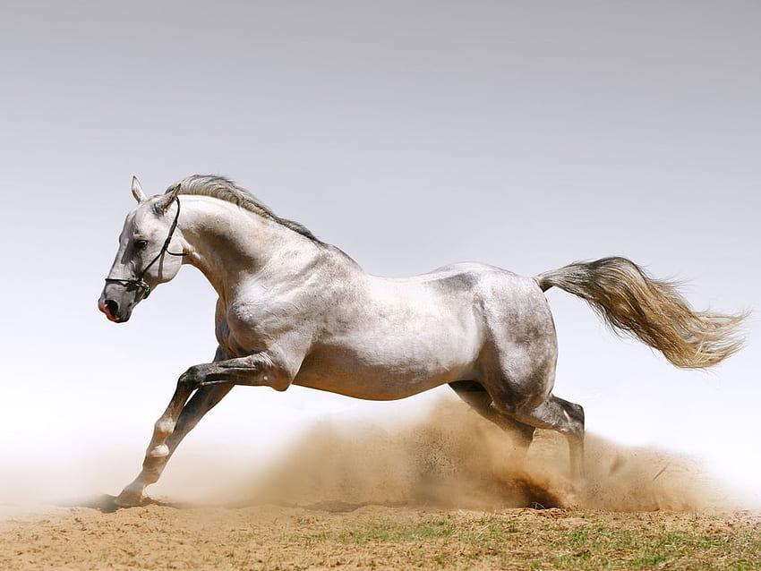 Horse runs, animal, run, horse, life HD wallpaper