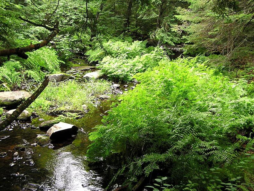Im Wald, Bäume, Fluss, Gestrüpp, Felsen HD-Hintergrundbild