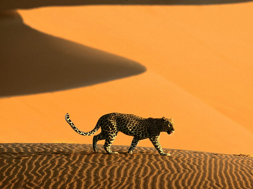 Passage du désert, animal, désert, sable, coucher de soleil Fond d'écran HD