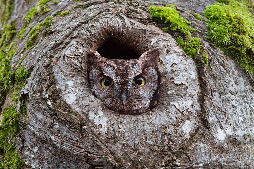 Western Screech Owl. Audubon Field Guide, Baby Spring Owl HD wallpaper
