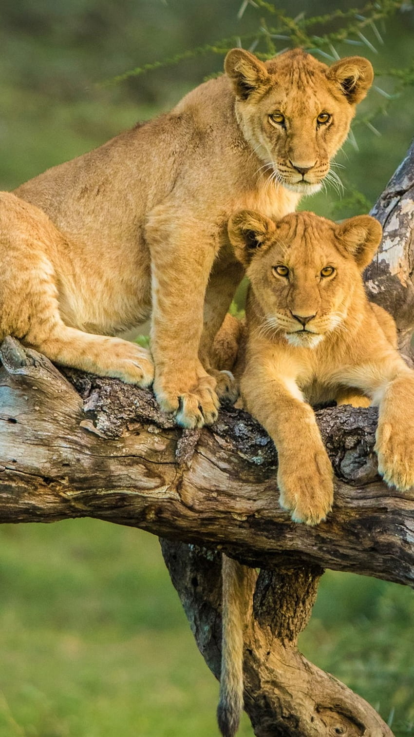 Two lion cubs in tree , Two Lions iPhone HD phone wallpaper