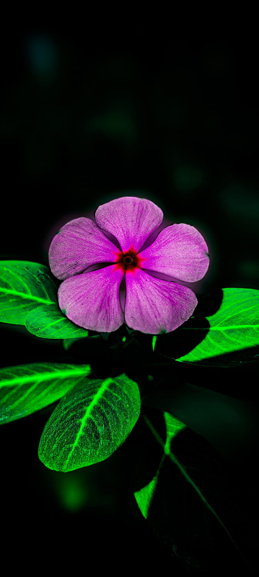Blume und dunkel, orange, schön, Farbe, Blumen, rosa, Blütenblatt, Erdpflanze, weiß, romantisch, peta HD-Handy-Hintergrundbild