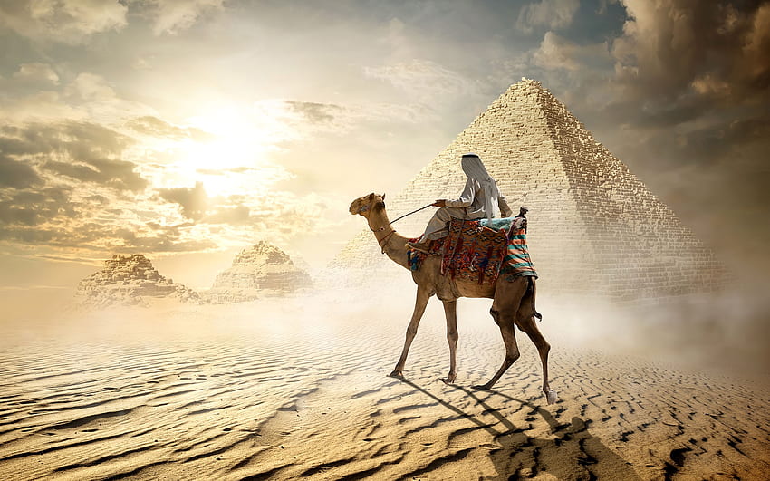 Camels Egypt Cairo Desert Pyramid HD wallpaper