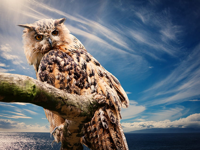 Animals, Sky, Owl, Bird, Predator HD wallpaper