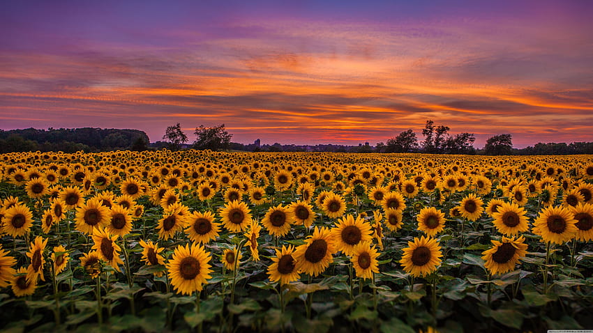 Sunflowers, Field ❤ Untuk - Sunflower Sunset -, Sunflower PC Wallpaper HD
