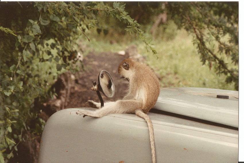 Кенийска маймуна проверява оборудването си, забавно, примат, Кения, национален парк Амбосели, забавно, национални паркове Tsavo East и West HD тапет