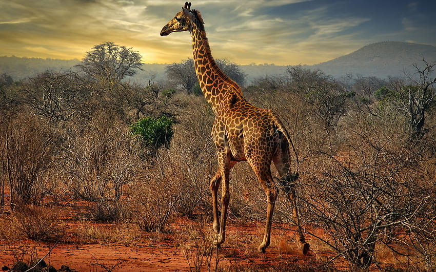 Giraffa, fauna selvatica, sera, tramonto, savana, giraffe, animali selvatici, Africa Sfondo HD