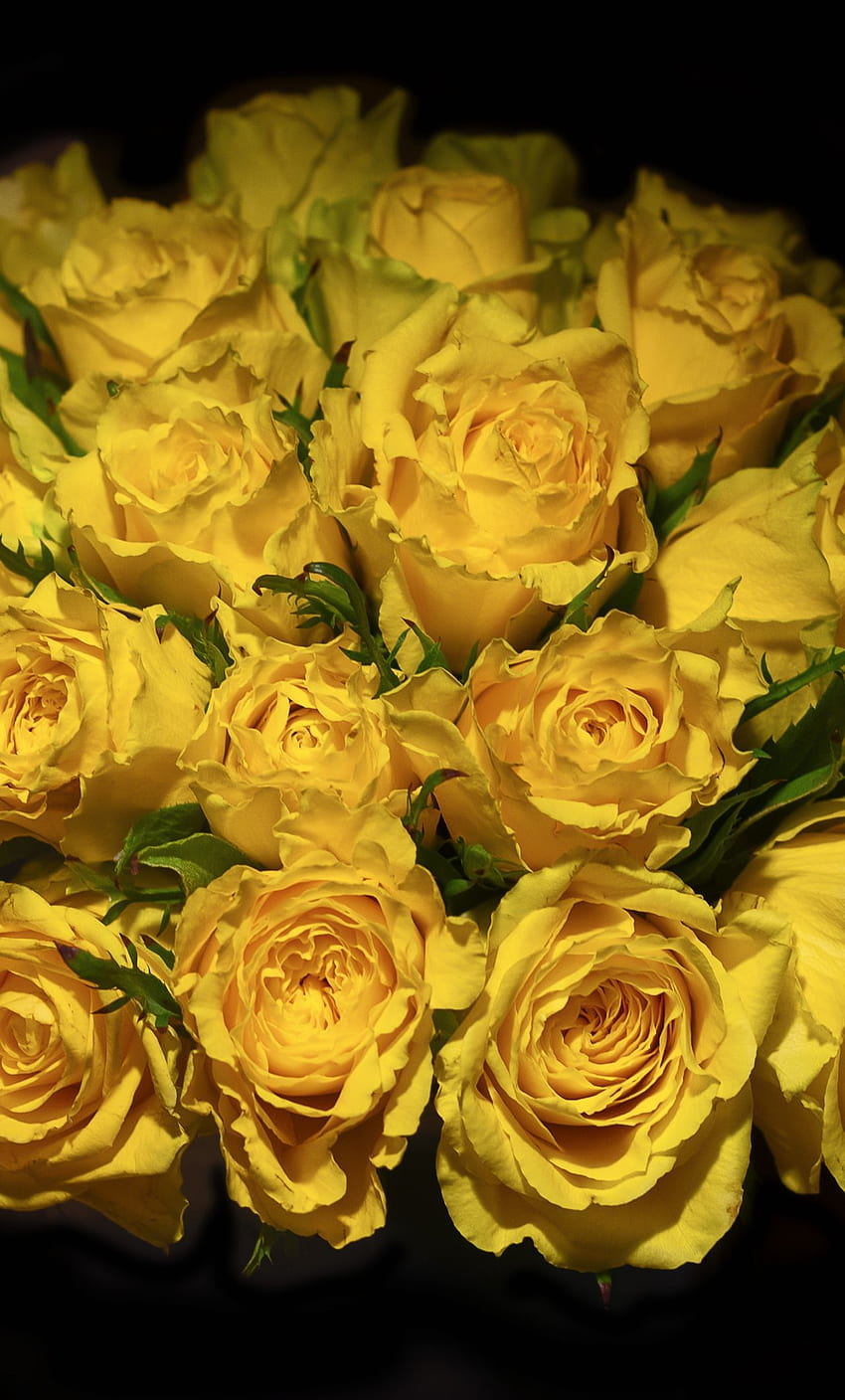 yellow roses, portrait, bouquet, iphone HD phone wallpaper