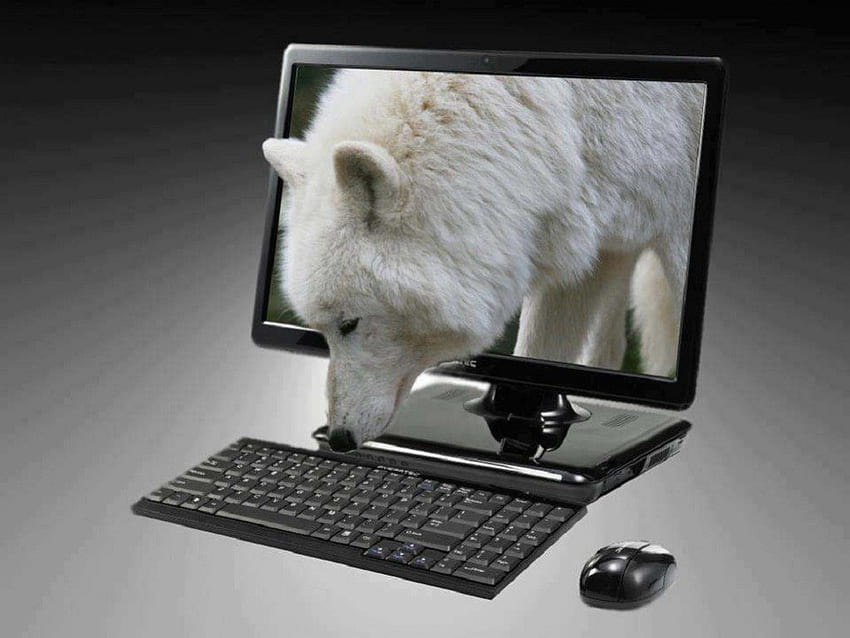 Sauter pour dire bonjour, chiens, ordinateur portable, loup, animaux Fond d'écran HD