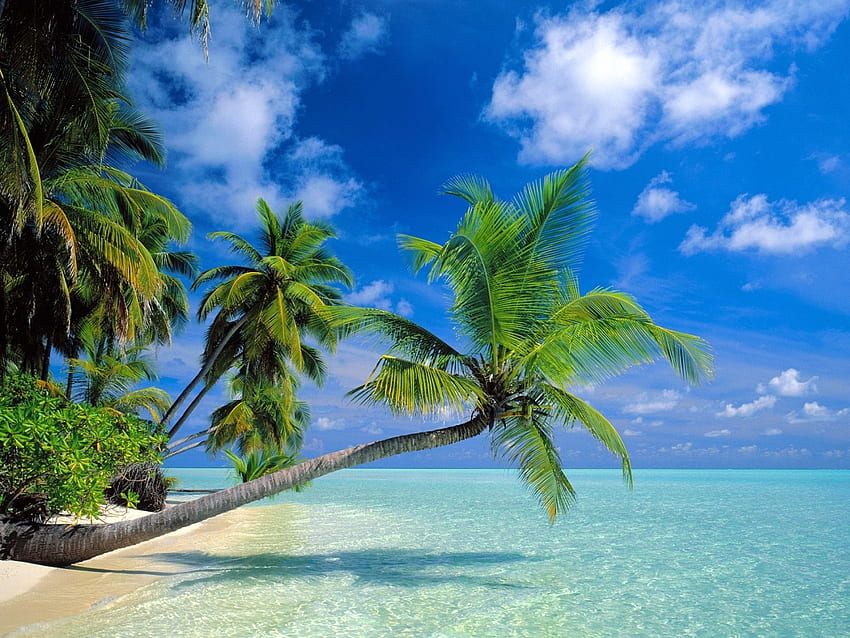 Landscape, Sea, Palms HD wallpaper