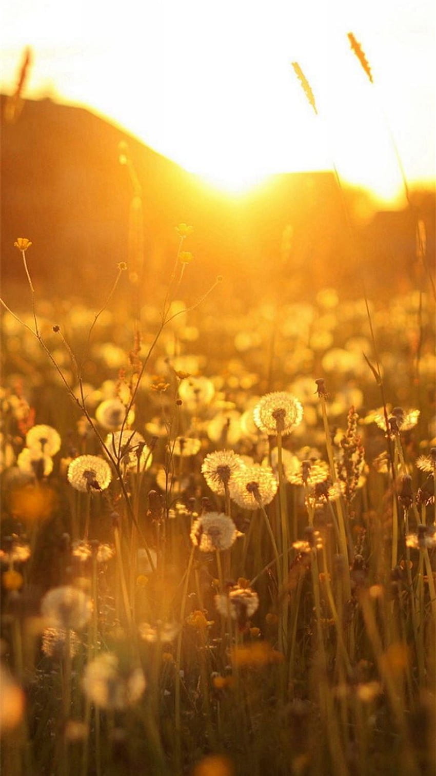 5 Tips for a Sustainable Autumn – The Green Dandelion