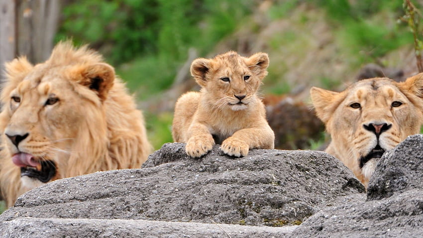 Desktop   Lions Family 