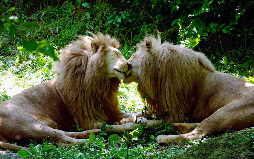 felici insieme, grandi felini, gatto, bello, predatore, leoni Sfondo HD