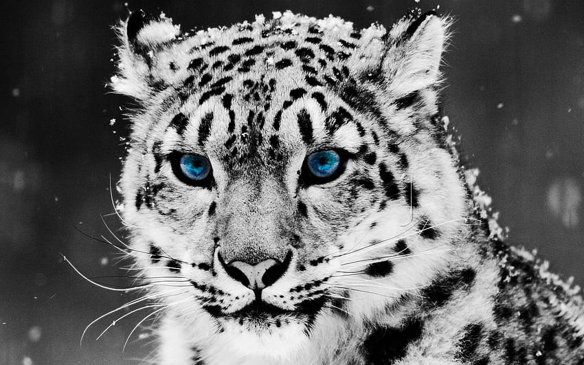 Animali, leopardo delle nevi, museruola, predatore, gattone Sfondo HD