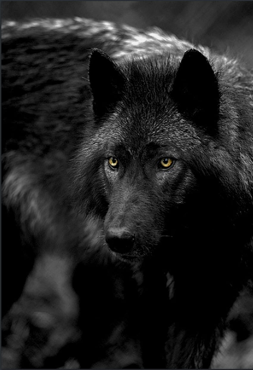 Dramatic of a black wolf with yellow eyes. Black wolf, Wolf hybrid ...