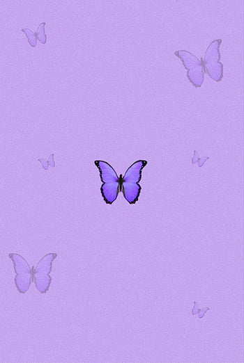 Purple butterfly aesthetic HD wallpapers  Pxfuel