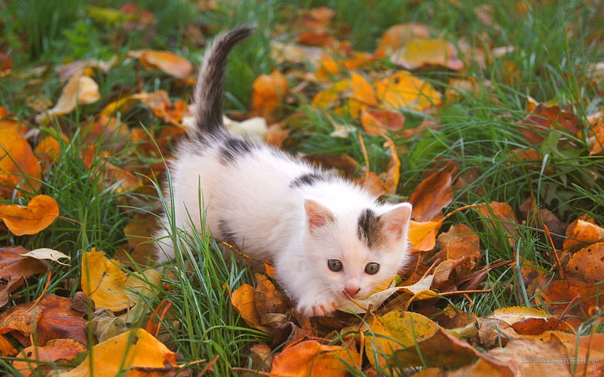 Animals, Autumn, Leaves, Kitty, Kitten, Spotty, Spotted, Kid, Tot HD wallpaper
