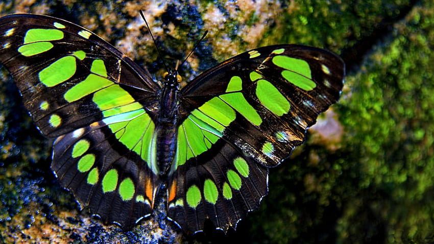 Green Butterfy , animal, wide screen, wildlife, butterfly, graphy HD wallpaper