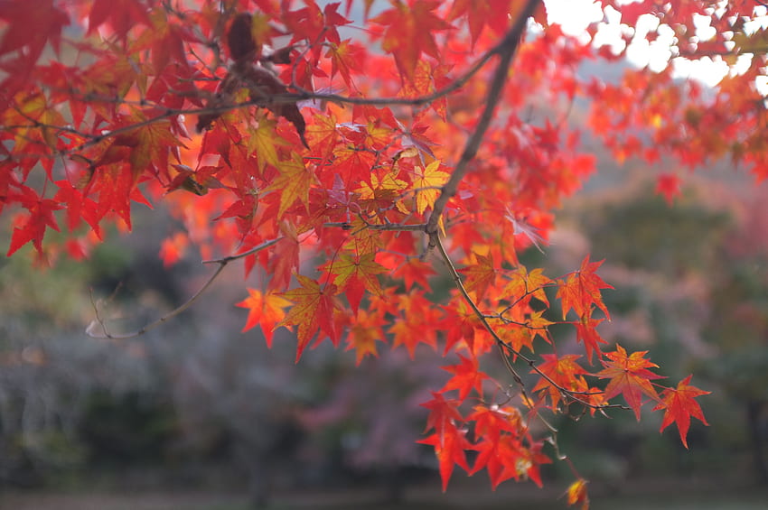 Beautiful, Nature, Autumn , Background,, Korean Autumn HD wallpaper