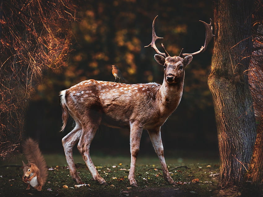 Fallow deer , Squirrel, Bird, Trees, Forest, Autumn, , , Animals, Autumn Deer HD wallpaper