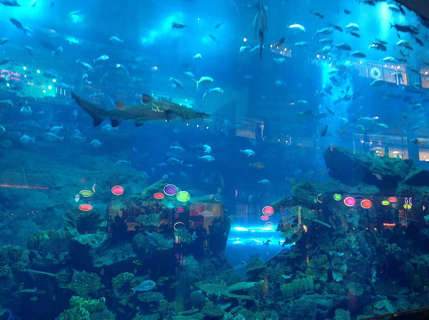 Dubai Mall Aquarium – Travel HD wallpaper