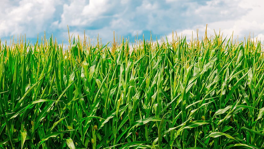 corn, field, summer, farm full , tv HD wallpaper