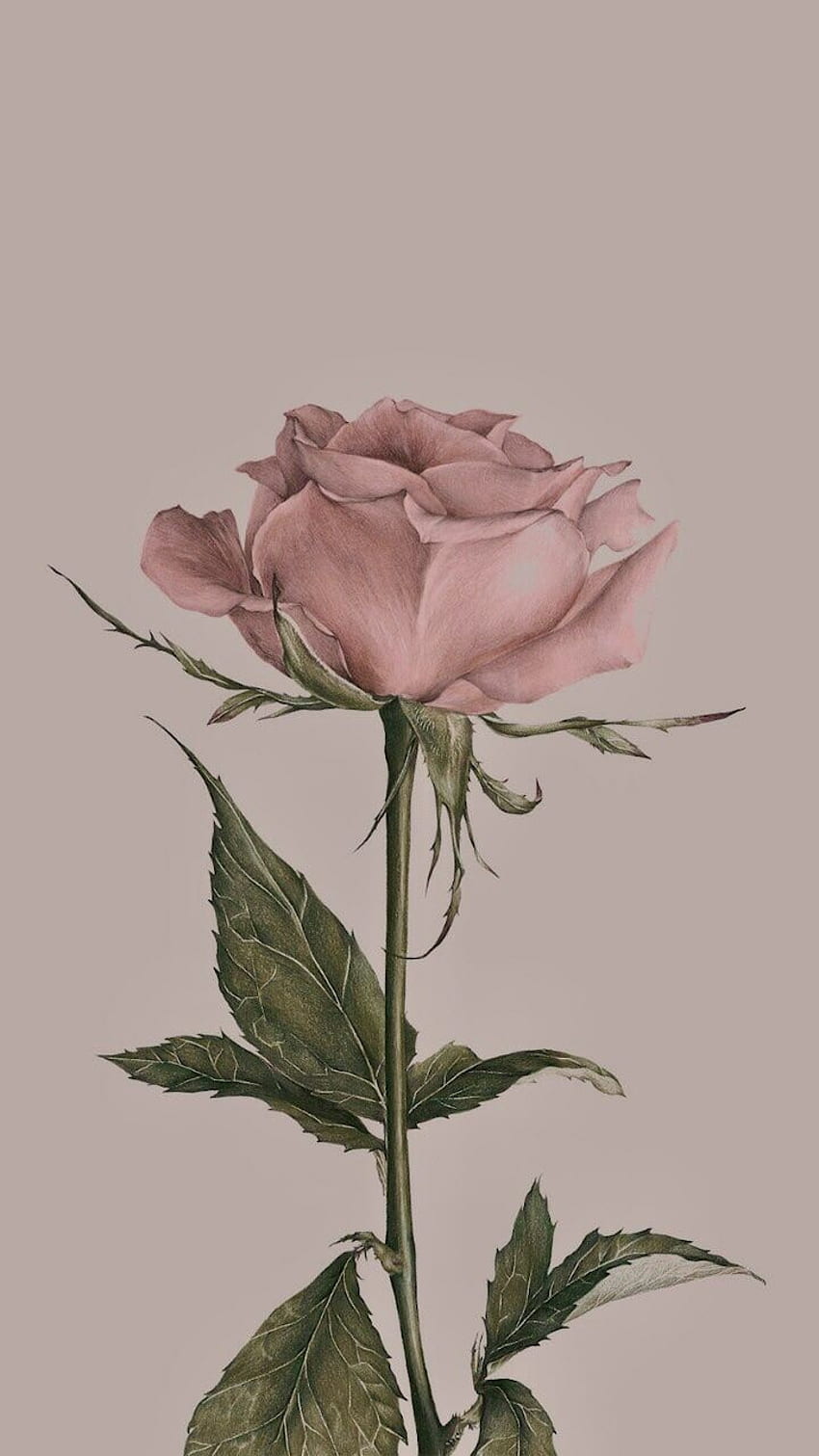 Aesthetic Pink Roses, Cute Aesthetic Rose HD phone wallpaper | Pxfuel