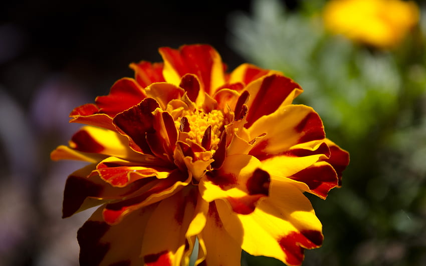 Marigolds, garden, beautiful, nature, flowers HD wallpaper