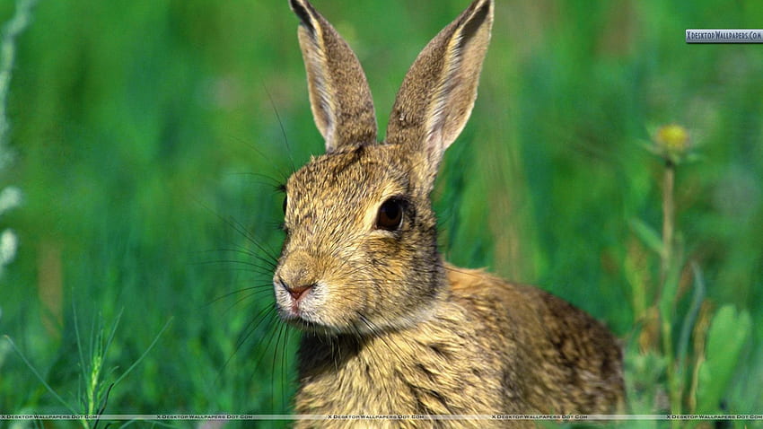 Cottontail Rabbit, Wild Rabbit HD wallpaper