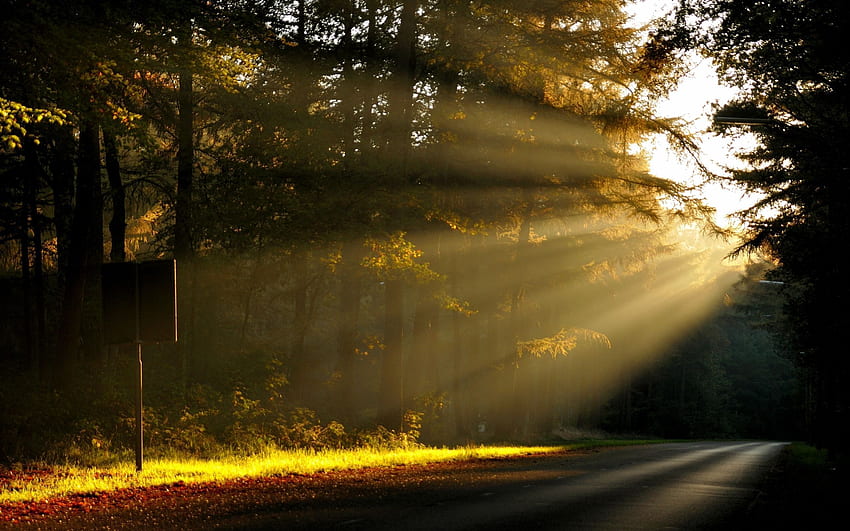 Morning Sun Rays In The Forest - Sun Rays, Rays of Sunshine HD wallpaper