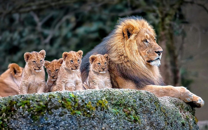 Löwenfamilie Löwenbabys : Löwen HD-Hintergrundbild