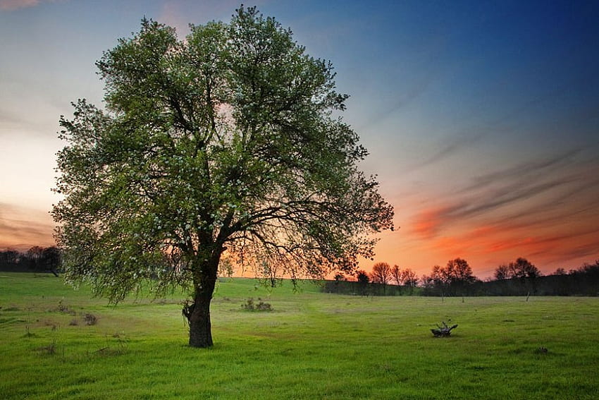 Tree, mist, graphy, field, bulgaria, sky, sunset HD wallpaper