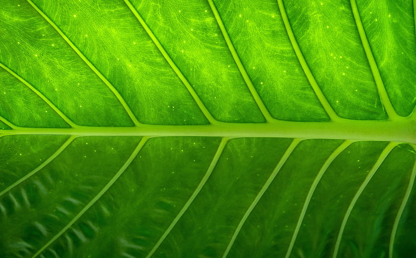 ด้วยพื้นผิวใบไม้สีเขียว Leaves Texture วอลล์เปเปอร์ HD