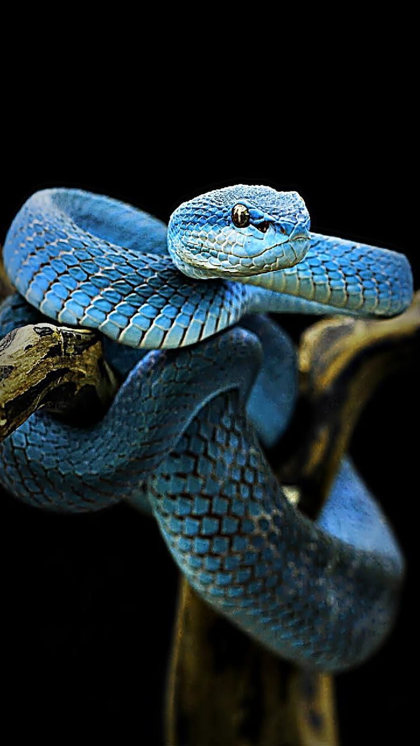 blue snake, Viper Snake iPhone HD phone wallpaper