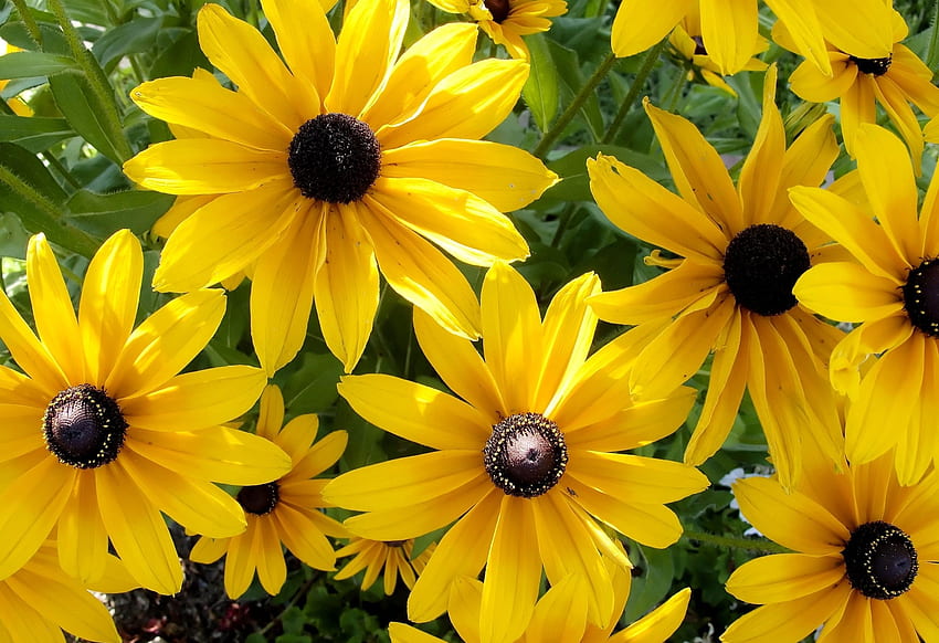 Blumen, Nahaufnahme, Solar, Rudbekia, Rudbeckia HD-Hintergrundbild