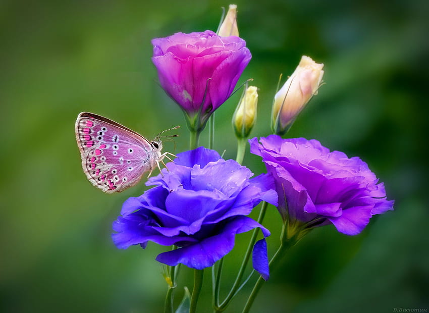 Животно Пеперуда Цвете Макро Синьо цвете Лилаво цвете - Пеперуда - & фон, Сини и лилави цветя и пеперуда HD тапет