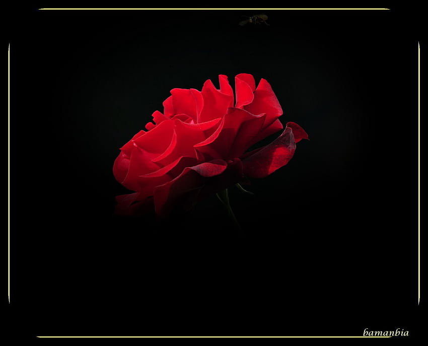 rose, red and beautiful, beautiful flowers, popular hearts HD wallpaper